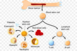 Trasplante células madre, células hematopoyéticas
