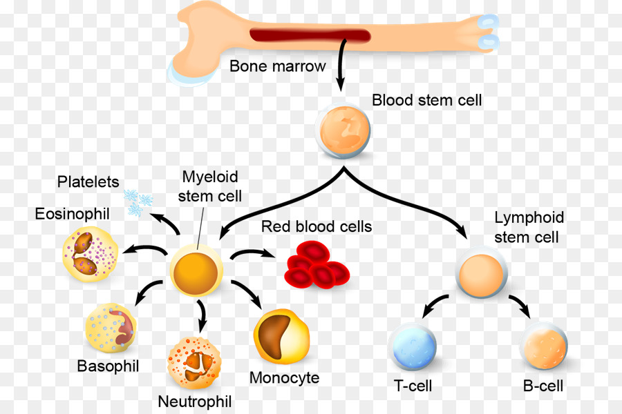 Trasplante células madre, células hematopoyéticas